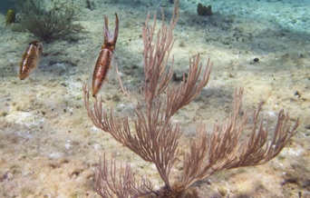 Reef Squid